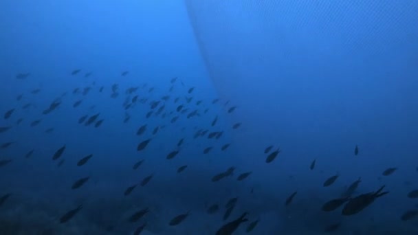 Škola Černých Ryb Pod Vodou Hlubokém Moři — Stock video