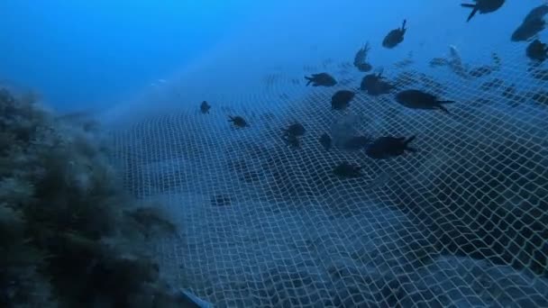 Школа Черных Рыб Водой Глубоком Море Рыбы Пойманные Рыболовной Сети — стоковое видео