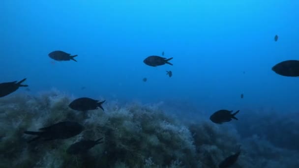 Школа Черных Рыб Водой Глубоком Море — стоковое видео