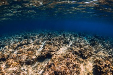 Mercan resifli suda yaşayan tropikal mavi okyanus