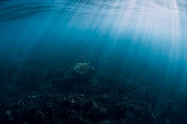 Sea Turtle Floating Ocean Sun Rays Green Sea Turtle Sunlight — Stock Photo, Image