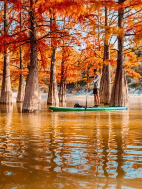 Sonbahar Taxodium distichum ağaçları arasındaki gölde kürek tahtasında kalan adam.