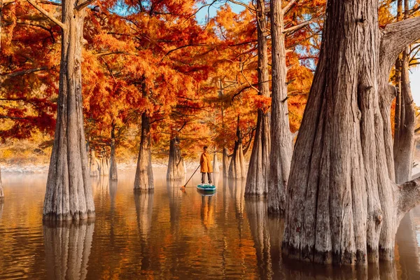 Adventure Stand Paddle Board Woman River Taxodium Trees Autumnal Season — Stock Photo, Image