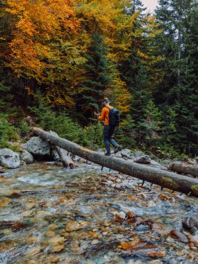 Sonbahar ormanlarında nehrin üzerinde bir kütük üzerinde yürüyüş yapan bir yürüyüşçü. Dağ nehri ve gezgin
