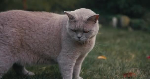 Шотландская Кошка Заднем Дворе Сада Серый Шотландский Кот — стоковое видео