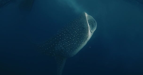 水中の青い海の巨大なクジラのサメ プランクトンを食べるクジラサメ — ストック動画