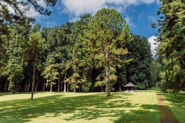 Bali, Endonezya 'da balina ormanı ve dev ağaçları olan botanik bahçesi.