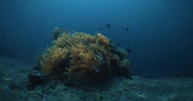 Şeffaf derin okyanusta tropikal mercanlar ve balıklar