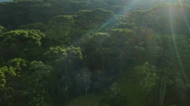 Brezilya 'nın Santa Catarina kentindeki dağların, araucaria ağaçlarının ve akşam güneşinin havadan görünüşü