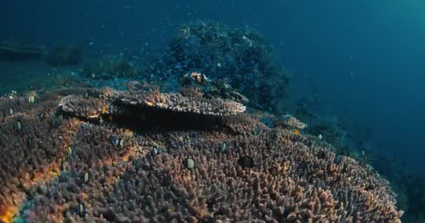 Τροπικά Κοράλλια Και Ψάρια Υποβρύχια Διάφανο Βαθύ Ωκεανό — Αρχείο Βίντεο
