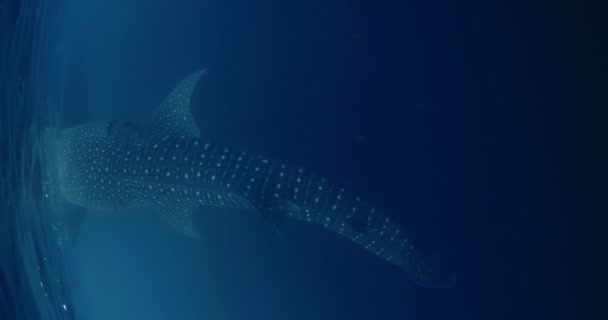 透明な海のクジラサメ 水中を泳いで食べる巨大なサメ — ストック動画