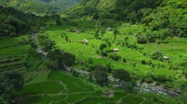 Kuzey Bali 'de pirinç terasları olan manzaralı vadi. Bali adasındaki pirinç tarlaları. Hava görünümü