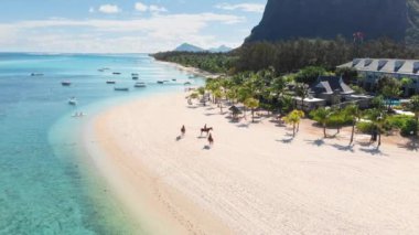 Mauritius 'ta tropik bir sahil. Palmiyeleri, atları ve mavi şeffaf okyanusları olan kumsal. Hava görünümü