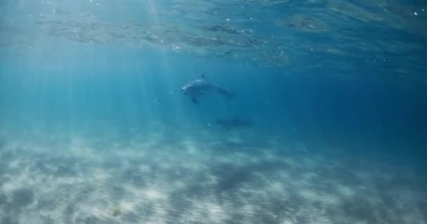 Oceano Transparente Golfinhos Nas Bahamas Golfinho Nariz Garrafa Brincando Debaixo — Vídeo de Stock