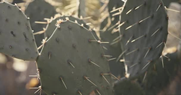 Gros plan sur le cactus. Cactus de poirier épineux exposé à la lumière du soleil dans le jardin
