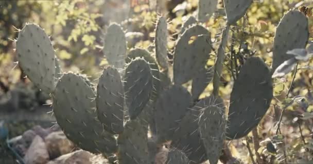 Kaktüs Yakın Plan Dikenli Armut Kaktüsü Bahçede Güneş Işığına Maruz — Stok video