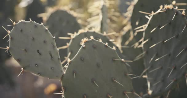 Gros plan sur le cactus. Cactus de poirier épineux exposé à la lumière du soleil dans le jardin