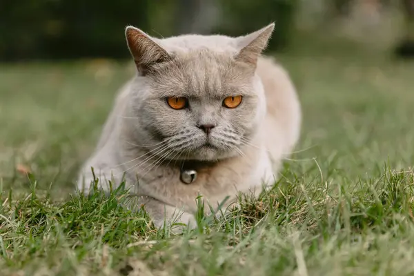 Scottish cat in backyard garden. Gray Scottish cat outdoor look at camera