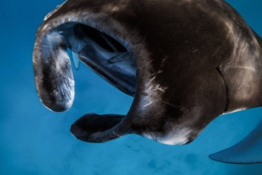 Manta balığı görüntüsünü kapatın. Mavi okyanusta büyük şeytan balığı