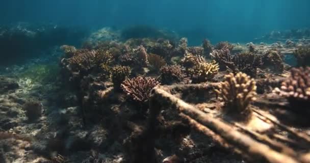 サンゴ園のサンゴと青い海の下の熱帯魚 — ストック動画