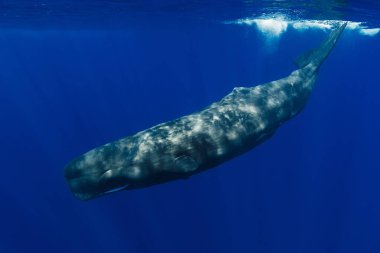 Mavi okyanusta yüzen sperm balinaları.