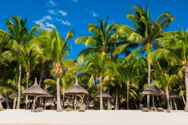 Sandalyeler, şemsiyeler, hindistan cevizi palmiyeleri ve mavi gökyüzü olan tropik plaj manzarası