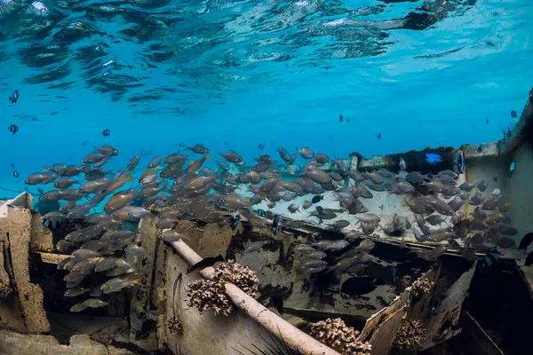 School of tropical fishes at wreck of boat underwater in blue ocean