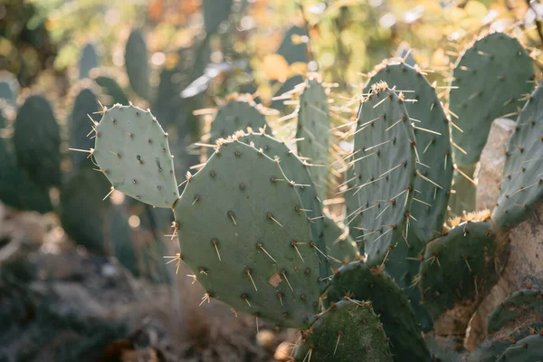Prickly Pear Cactus Plant Exposed Sunlight Garden — Stock Photo, Image