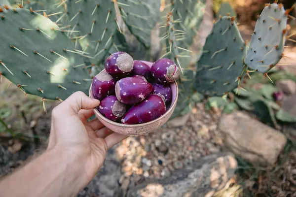 Hand with a plate of ripe cactus fruits. Prickly pear cactus plant with sweet fruits in garden