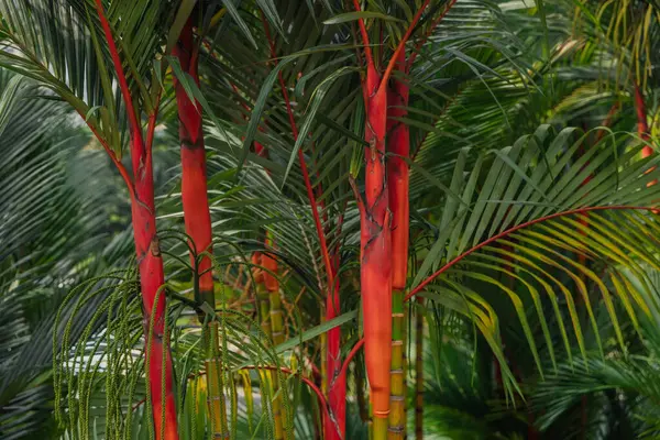 Red palm backgroung. Lipstick palm or Cyrtostachys renda with bright trunk in tropical park