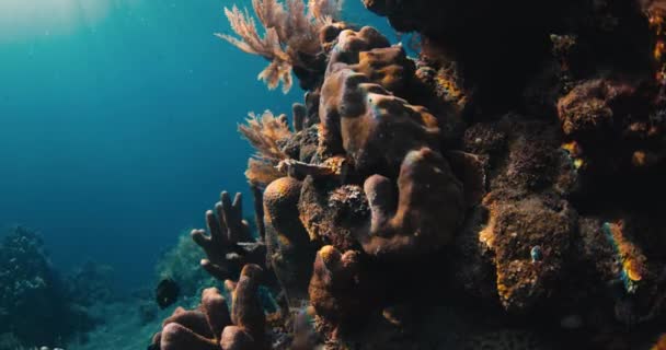 Coralli Pesci Tropicali Sott Acqua Oceano Trasparente — Video Stock