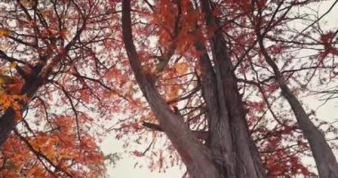 Sonbahar Taxodium distichum ve turuncu sonbahar iğneli dallar. Bataklık selvileri ve güneşli gökyüzü