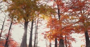 Sonbahar selvi ağaçları veya Taksonyum distichum ve turuncu iğneli dallar ve güneş ışığı.