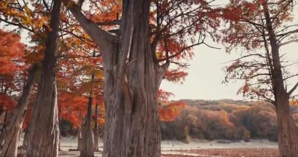 自生柏树或紫杉树及带有橙针的分枝 — 图库视频影像