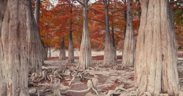 Floresta Outonal Com Taxodium Distichum Ramos Com Agulhas Queda Laranja — Vídeo de Stock