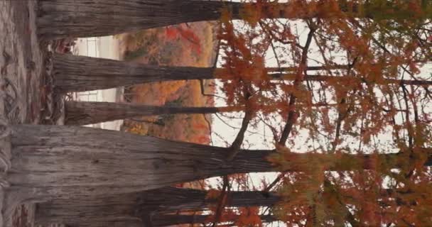 Ciprestes Pântano Outonal Árvores Ramos Com Agulhas Queda Laranja Imagens — Vídeo de Stock