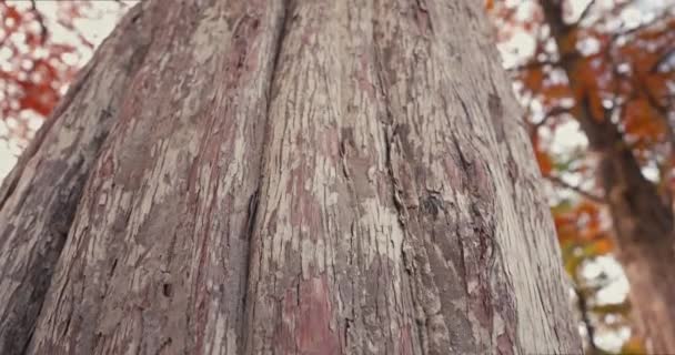 Autumnal Park Taxodium Distichum Gałęzie Pomarańczowymi Igłami Upadku Cyprysy Bagienne — Wideo stockowe
