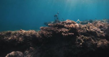 Şeffaf mavi okyanusta tropikal mercanlar