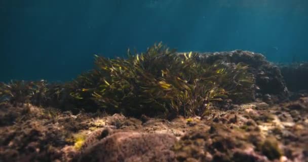 Φύκια Υποβρύχια Διάφανο Ρηχό Ωκεανό — Αρχείο Βίντεο