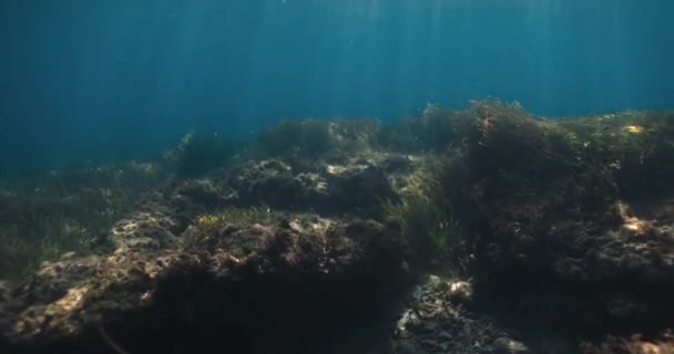 Tropické Korály Průhledném Modrém Oceánu — Stock video
