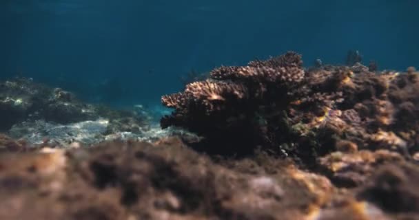 Tropische Korallen Transparenten Blauen Ozean — Stockvideo