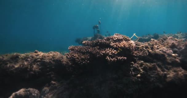 Corais Tropicais Oceano Azul Transparente — Vídeo de Stock