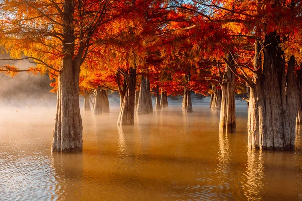 Taxodium Distichum Red Needles Autumnal Swamp Cypresses Lake Reflection — Stock Photo, Image