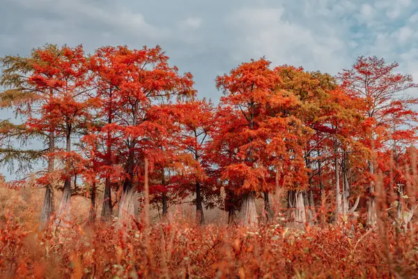 Autumnal Forest Taxodium Distichum Red Needles Autumnal Swamp Cypresses — Stock Photo, Image