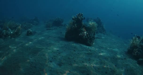 Şeffaf Derin Okyanusta Sualtı Manzarası Mercanlar — Stok video