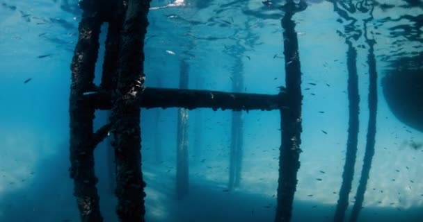 Piccoli Pesci Mare Azzurro Sotto Molo Tra Pali Del Molo — Video Stock