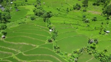 Bali adasında pirinç terasları olan bir kırsal bölge. Hava görünümü