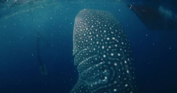 海底の青い海でプランクトンを食べる大型鯨サメ — ストック動画
