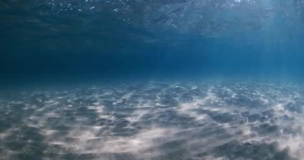Océan Bleu Transparent Avec Fond Sablonneux Vagues Sous Marines Hawaï — Video