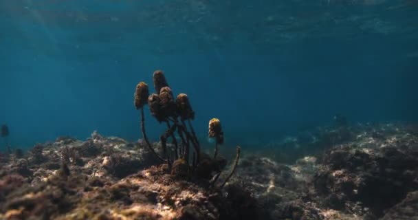 Vista Subacquea Con Alghe Nell Oceano Tropicale Trasparente — Video Stock